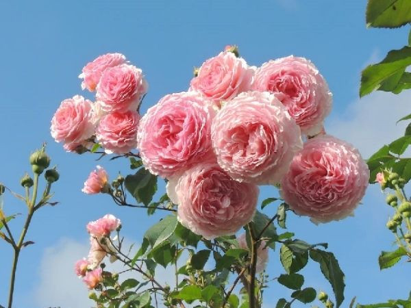 Tinh hoa hội tụ vào 10 ngày tới, 3 con giáp giàu có vững bền, may mắn vây quanh, tiền tỷ rót đầy túi, cuộc đời êm ấm, tình duyên cực vượng  - Ảnh 1