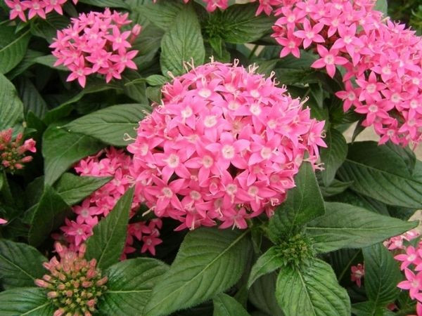 Tinh hoa hội tụ vào 10 ngày tới, 3 con giáp giàu có vững bền, may mắn vây quanh, tiền tỷ rót đầy túi, cuộc đời êm ấm, tình duyên cực vượng  - Ảnh 3