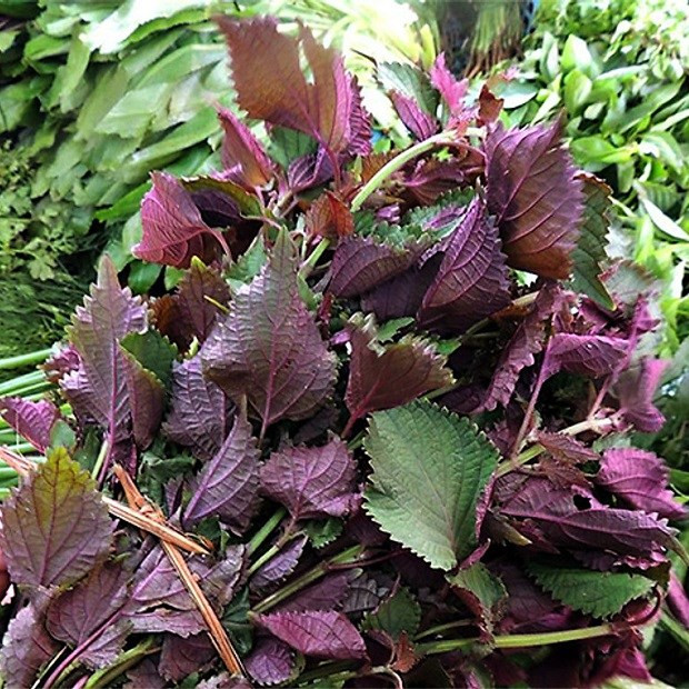 Top 10 thực phẩm tăng dương khí cho cơ thể khỏe mạnh trong những ngày mưa, đặc biệt là tháng 7 âm lịch- Ảnh 6.