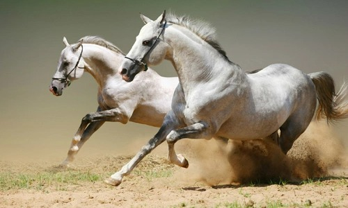 Trúng số 2 ngày liên tiếp (16/9-17/9), 3 con giáp bước vào thời kì hưng thịnh, 'hầu bao' căng chặt, đào hoa không ai sánh bằng