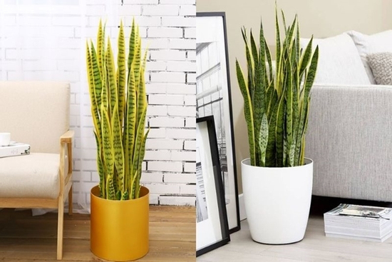 Loài cây cảnh ai cũng nên sở hữu để xua đuổi xui xẻo