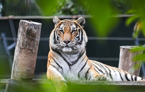 Sau thứ Hai 15/9/2025, 3 con giáp kiếm tiền mệt nghỉ, vận may liên tiếp, sự nghiệp nhảy vọt đầy ngoạn mục