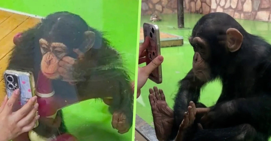 Chú tinh tinh nổi tiếng 'nghiện' điện thoại, công viên vội vàng treo biển cấm