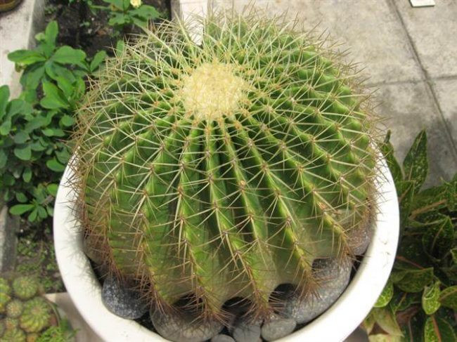 Cây cảnh hóa giải phong thủy xấu ở ban công mang đến vượng khí - Ảnh 1.