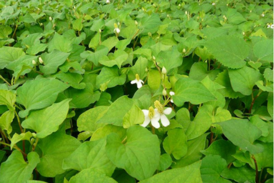 Ăn rau diếp cá có tác dụng gì?