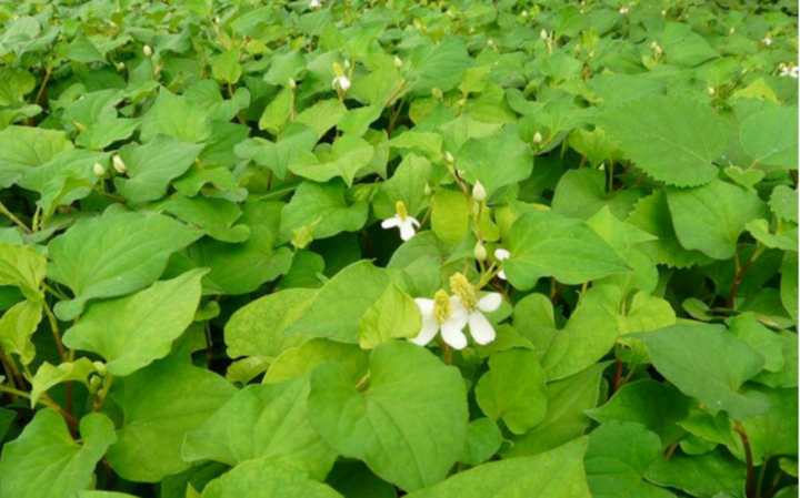 Rau diếp cá là một loại cây ưa chỗ ẩm ướt (Ảnh: Sohu)