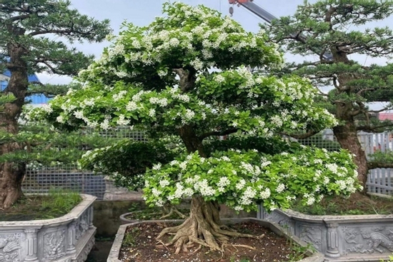 Loại cây cảnh có mùi thơm dễ chịu, trồng nhiều ở hàng rào nay lên chậu thành bonsai đắt giá