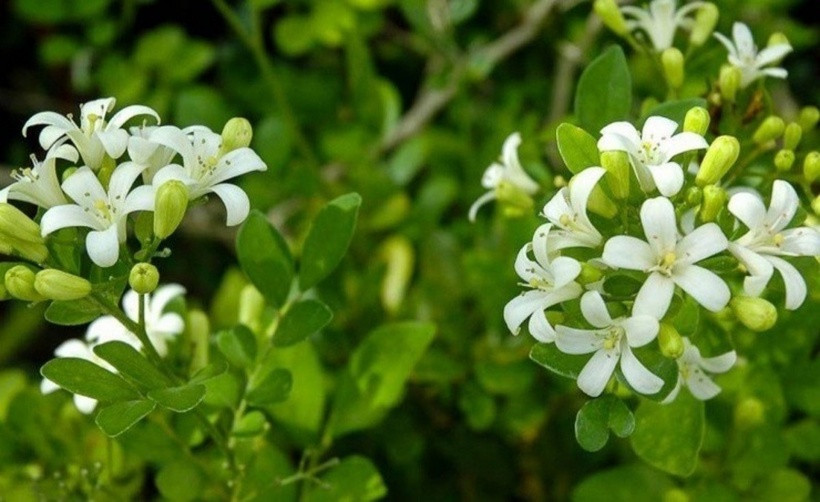 Tại Việt Nam, cây nguyệt quế hay còn gọi là nguyệt quý, nguyệt quới, thuộc họ cam chanh. Loại cây này đặc trưng với hình dáng xinh đẹp, sự linh hoạt trong cách trồng và chăm sóc.