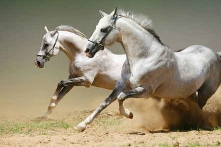 Sau thứ Hai 22/9/2025, 3 con giáp sự nghiệp 'mã đáo thành công', làm gì cũng hái ra tiền bạc tỷ