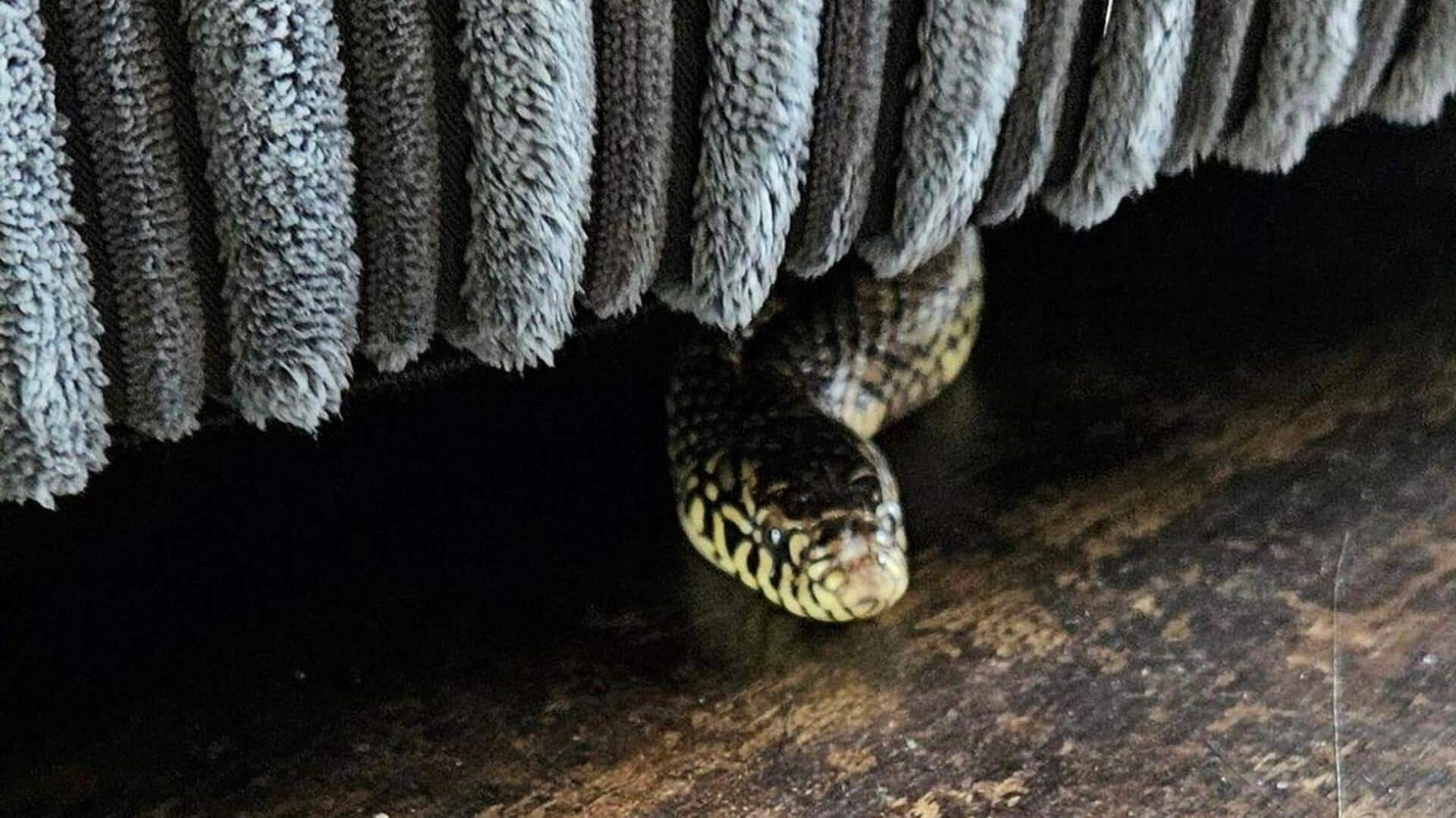 Người phụ nữ bị gia đình chồng nhốt vào phòng, thả rắn cắn - Ảnh 1.