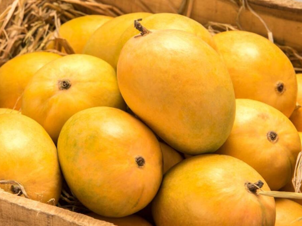 Xoài: 'Ông vua trái cây nhiệt đới' và những công dụng tuyệt vời cho sức khỏe - Ảnh 1