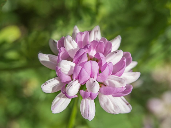 Từ nay đến ngày 9/9/2025, 3 con giáp có vận kim tiền, 99% trúng số độc đắc, không là Tỷ Phú cũng là Đại Gia, mọi việc hanh thông thuận lợi, sống trong giàu sang - Ảnh 1