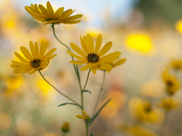 Từ nay đến ngày 9/9/2025, 3 con giáp có vận kim tiền, 99% trúng số độc đắc, không là Tỷ Phú cũng là Đại Gia, mọi việc hanh thông thuận lợi, sống trong giàu sang - Ảnh 3