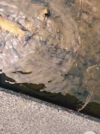 Lý do đằng sau việc người Nhật Bản không ăn cá sông khiến du khách bất ngờ - Ảnh 2.