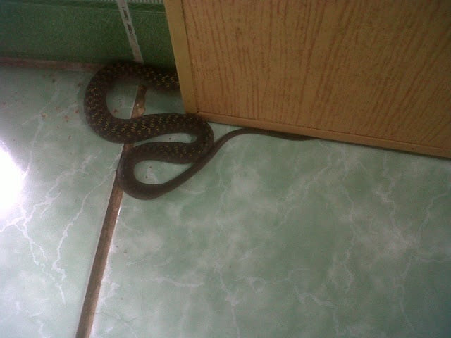 Những con vật này bỗng dưng ghé đến nhà có thể là “lời nhắn” báo hiệu sự cố sắp xảy ra - Ảnh 4.