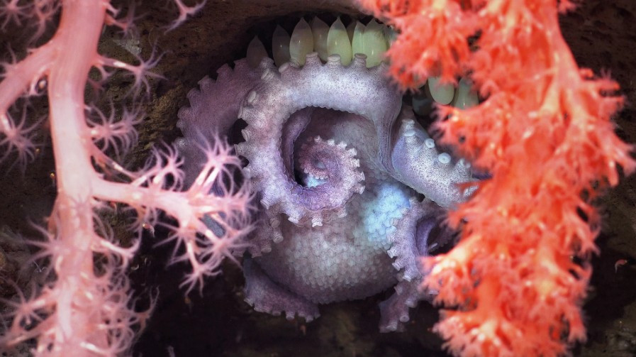 Đặt camera xuống biển sâu, phát hiện nhiều sinh vật kỳ lạ khiến các nhà khoa học sửng sốt - Ảnh 5.