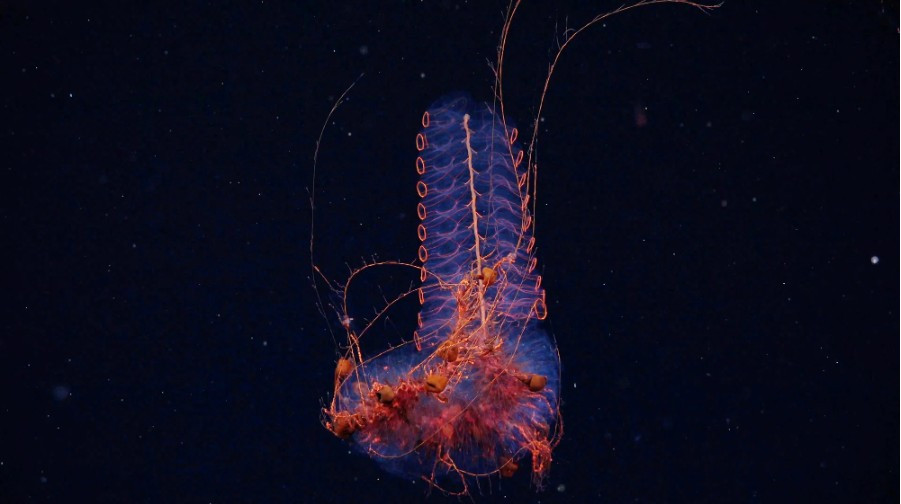 Đặt camera xuống biển sâu, phát hiện nhiều sinh vật kỳ lạ khiến các nhà khoa học sửng sốt - Ảnh 2.