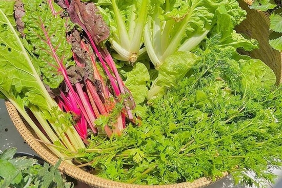 Dấu hiệu hành lá 'ngậm' hoá chất được chuyên gia ĐH Bách khoa chỉ rõ