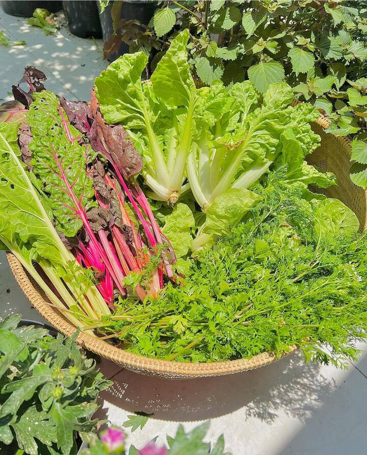 Về mặt cảm quan, rất khó để nhận biết được loại rau nào có chứa dư lượng thuốc hóa học. (Ảnh: Ánh Minh)