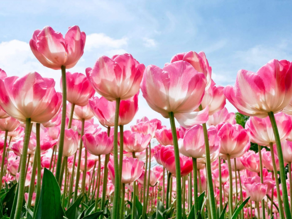 Đúng 20h hôm nay, ngày 8/9/2025, 3 con giáp hái quả ngọt, bước ra đường vơ cả núi tiền, nhà tràn Tài Lộc, đạp ngay hố vàng - Ảnh 2