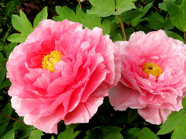 Tinh hoa hội tụ vào 19 ngày tới, 3 con giáp lắm tiền nhiều của, sự nghiệp sải cánh bay cao, giàu có hiển vinh, tương lai xán lạn - Ảnh 3