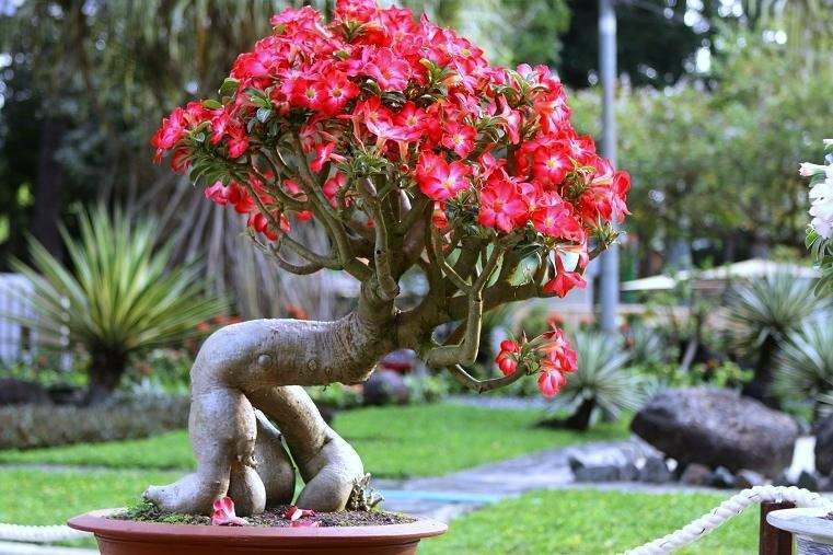 Bonsai hoa sứ thường được trồng theo kiểu bonsai hoặc tiểu cảnh và có giá trị kinh tế cao. Ảnh minh họa.