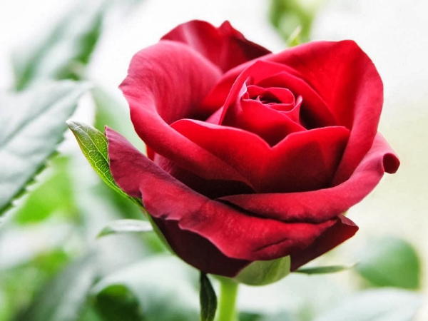 Cơ hội đến dồn dập trong tháng 12 âm lịch tới, 3 con giáp với tay nắm TIỀN TÀI, vận may đang đến, sớm muộn sẽ giàu sang, viên mãn chẳng ai bằng - Ảnh 2