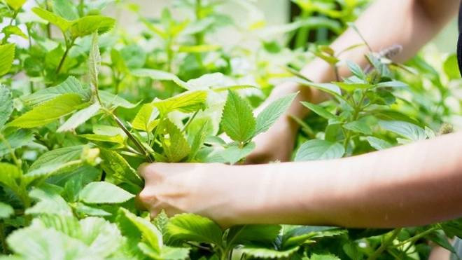 Bất Ngờ Thông Báo Ly Hôn Chồng Việt Kiều Mỹ, Kim Hiền Hiện Sống Trong Căn Nhà Ra Sao? 'Em Gái Tăng Thanh Hà' Sang Mỹ Sống, Khoe Không Gian Xanh Mát- Ảnh 4.