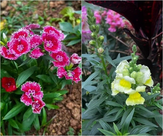 MC Diễm Quỳnh có khu vườn mùa đông đầy sắc màu tuyệt đẹp - Ảnh 8.