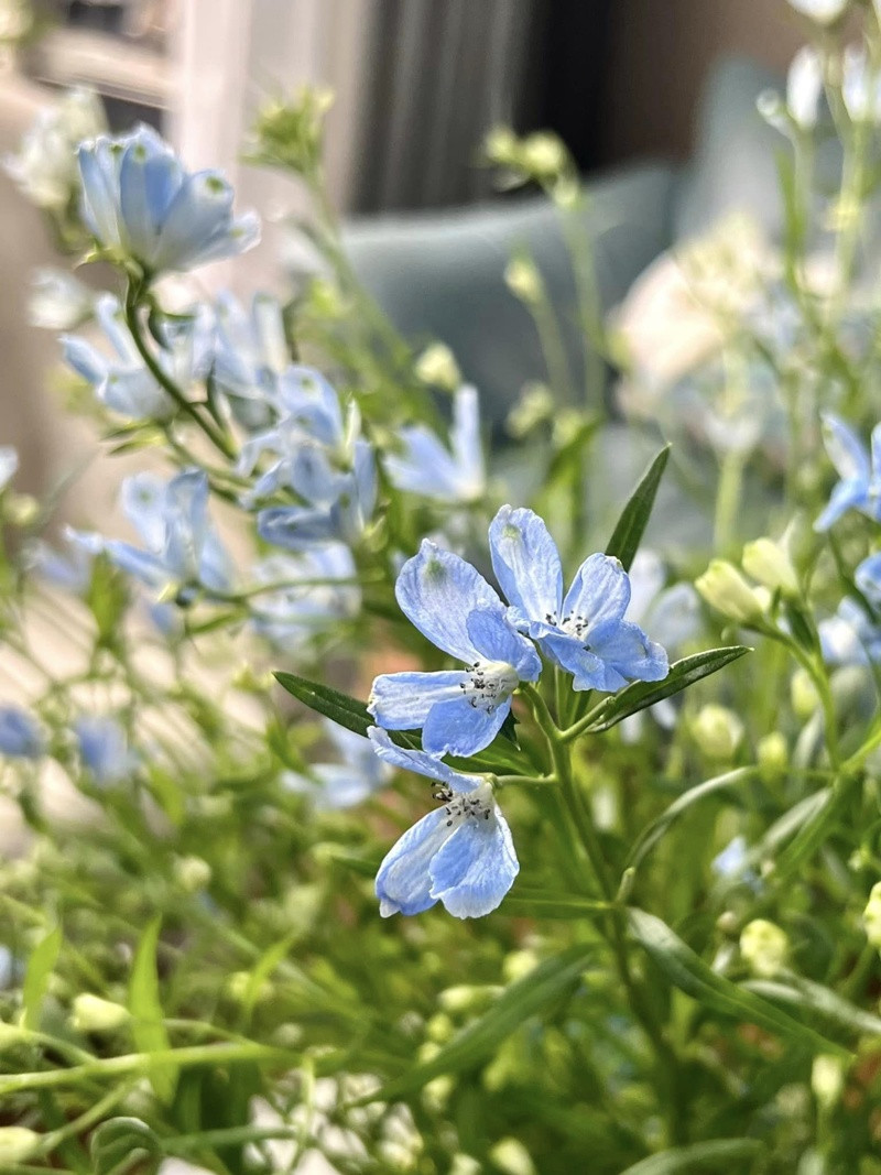 Khu vườn rực rỡ của MC Diễm Quỳnh được chồng cô mát tay chăm sóc- Ảnh 20.