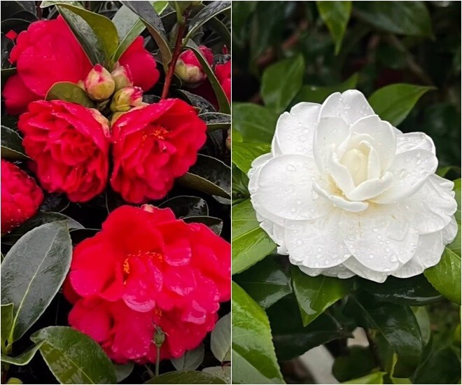 MC Diễm Quỳnh có khu vườn mùa đông đầy sắc màu tuyệt đẹp - Ảnh 5.