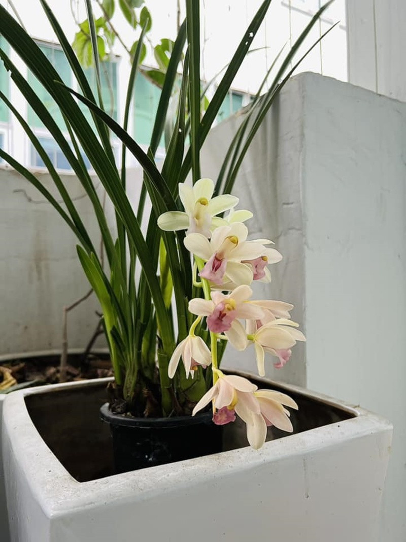 Khu vườn rực rỡ của MC Diễm Quỳnh được chồng cô mát tay chăm sóc- Ảnh 30.