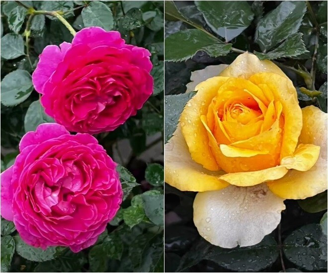 MC Diễm Quỳnh có khu vườn mùa đông đầy sắc màu tuyệt đẹp - Ảnh 4.