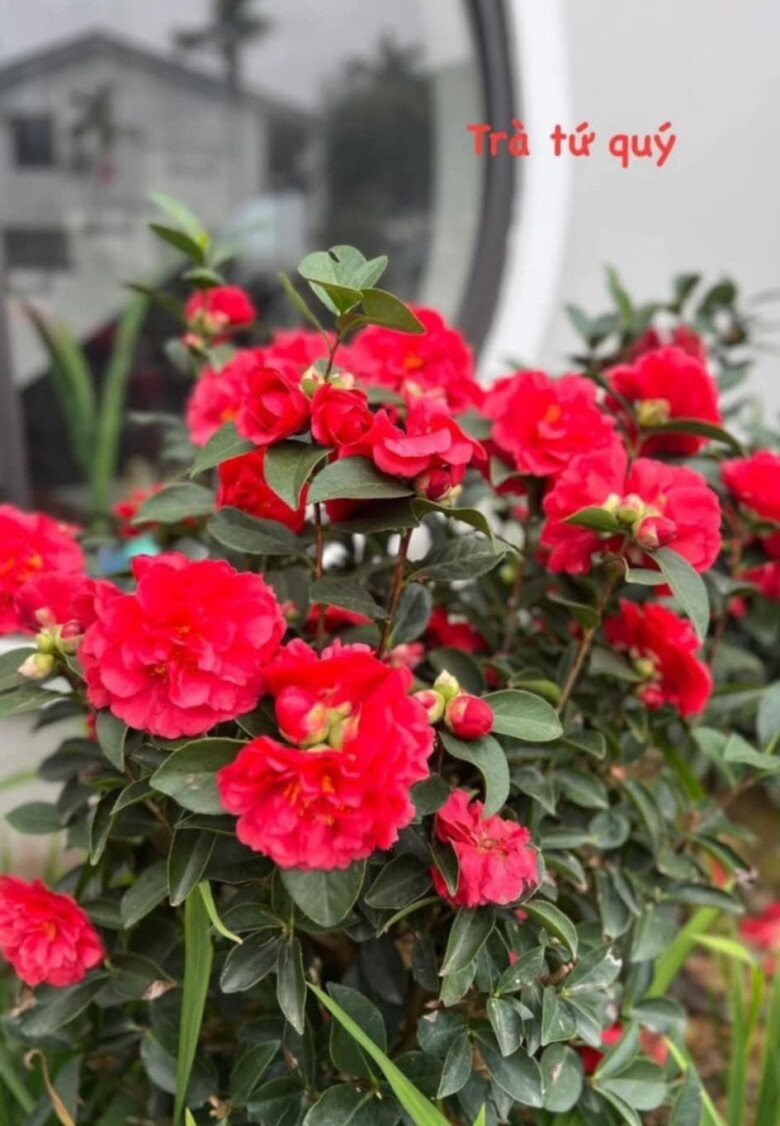 Khu vườn rực rỡ của MC Diễm Quỳnh được chồng cô mát tay chăm sóc- Ảnh 2.