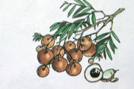 Câu đố tiếng Việt 'Đây là quả gì?' trong sách giáo khoa lớp 1 cũ khiến 80% người lớn vò đầu bứt tai