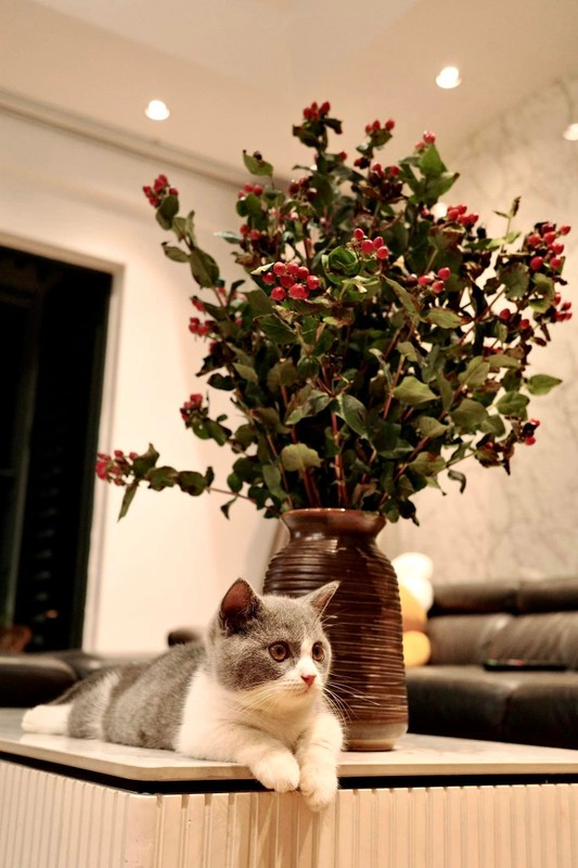 Bên trong căn hộ 10 tỷ đồng của Lý Toét phim Độc Đạo, gia chủ hé lộ không gian