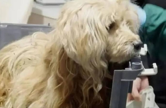 Chú chó trung thành ngày đêm đợi chủ đã mất gây xúc động