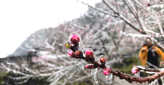 Rét nhất từ đầu mùa đông, miền Bắc có nơi -0,1 độ