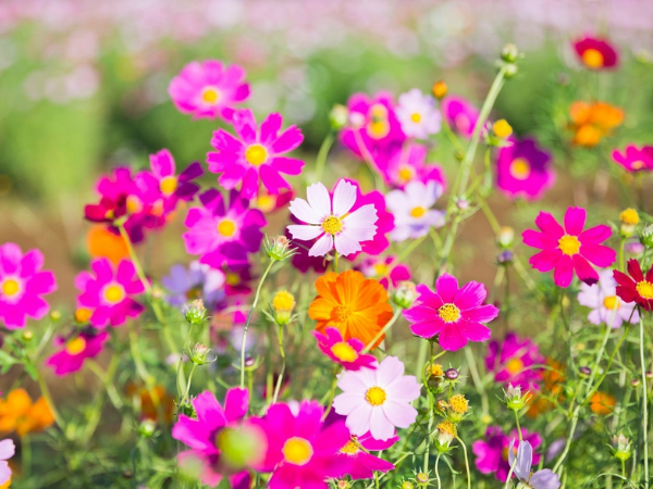 Đúng 3 ngày tới (26/1/9/2026), 3 con giáp MỞ CỬA ĐÓN TIN VUI, tài lộc tăng vùn vụt, ngồi mát ăn bát vàng, LỘC LÁ ĐẦY NHÀ, đào hoa đỏ thắm - Ảnh 2