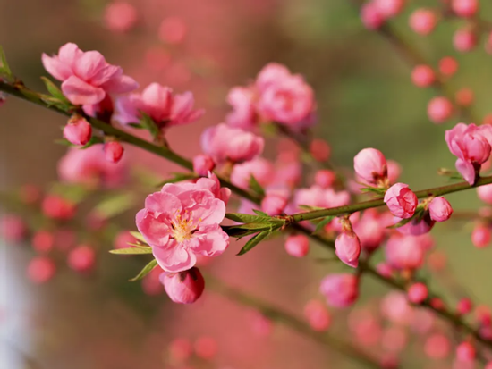 Đúng 3 ngày tới (26/1/2026), 3 con giáp MỞ CỬA ĐÓN TIN VUI, tài lộc tăng vùn vụt, ngồi mát ăn bát vàng