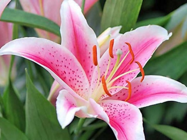 Đúng 3 ngày tới (26/1/9/2026), 3 con giáp MỞ CỬA ĐÓN TIN VUI, tài lộc tăng vùn vụt, ngồi mát ăn bát vàng, LỘC LÁ ĐẦY NHÀ, đào hoa đỏ thắm - Ảnh 3