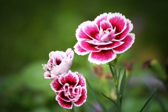 Từ nay tới Tết Ông Công, Ông Táo: 3 con giáp ơn trên ban phát lộc vàng, tiền tiêu chẳng hết