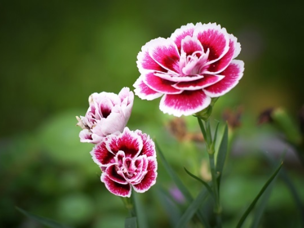 Từ nay tới Tết Ông Công, Ông Táo: 3 con giáp ơn trên ban phát LỘC VÀNG, tiền tiêu chẳng hết, sự nghiệp thăng cấp vùn vụt, của nả chất đầy kho - Ảnh 3