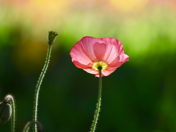 Từ nay tới Tết Ông Công, Ông Táo: 3 con giáp ơn trên ban phát LỘC VÀNG, tiền tiêu chẳng hết, sự nghiệp thăng cấp vùn vụt, của nả chất đầy kho - Ảnh 2