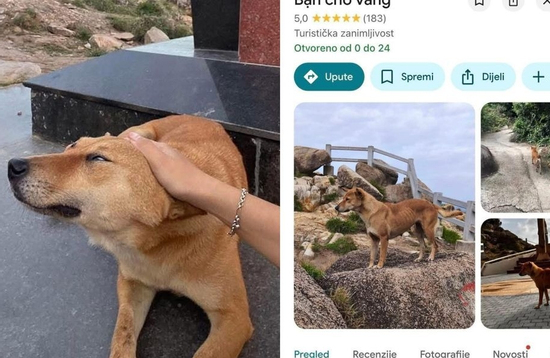 Chú chó vàng được đánh giá 5 sao trên Google Maps vì dẫn đường khách du lịch quá có tâm