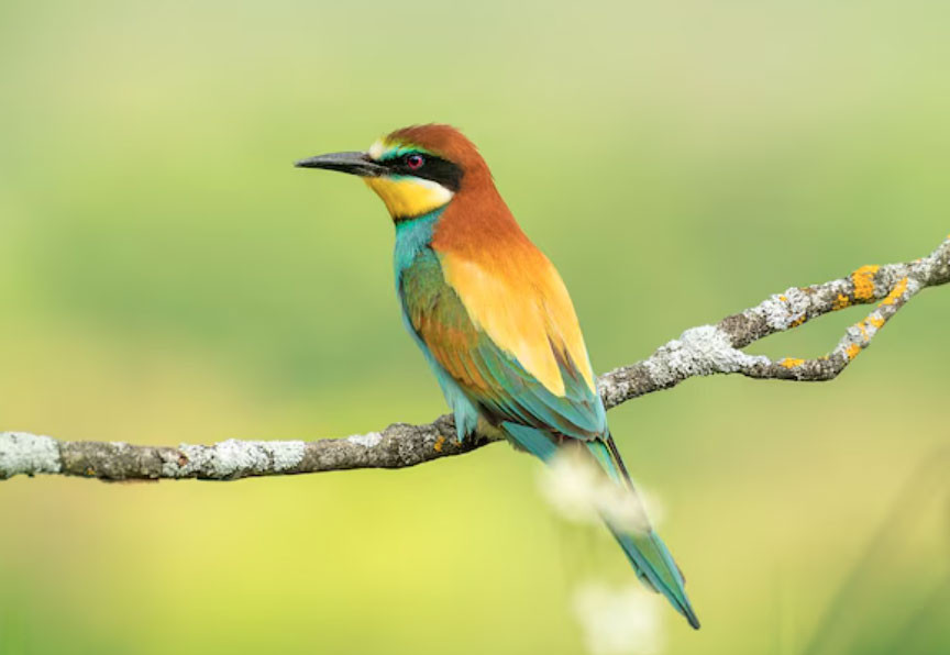 Tử vi tiết lộ: Người sinh các tháng Âm lịch này thường thông minh, sống tích cực nên dễ dễ thăng tiến - Ảnh 4.