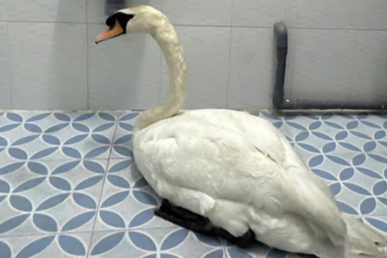 Kẻ gian đột nhập Thảo Cầm Viên, trộm Thiên Nga trắng