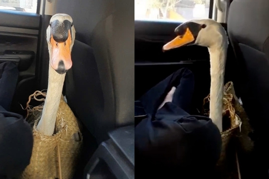 Thiên nga trắng bị trộm nhét vào ba lô mang khỏi Thảo Cầm Viên Sài Gòn