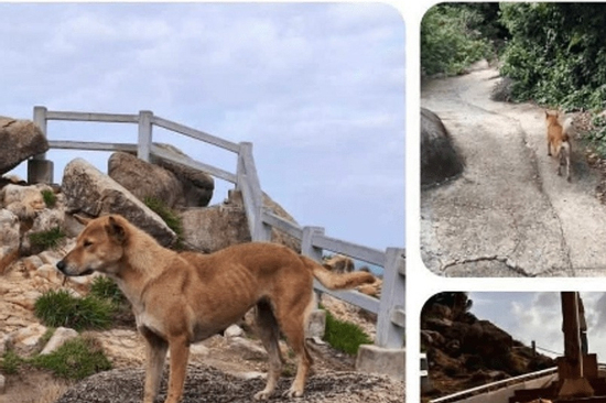 'Bạn chó vàng' được đánh giá 5 sao trên Google Maps: Chủ nhân bất ngờ với phản ứng của du khách