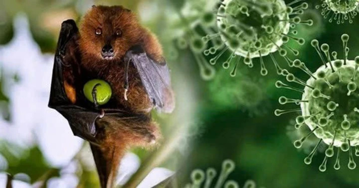 Người dân cần làm gì để phòng tránh virus Nipah?